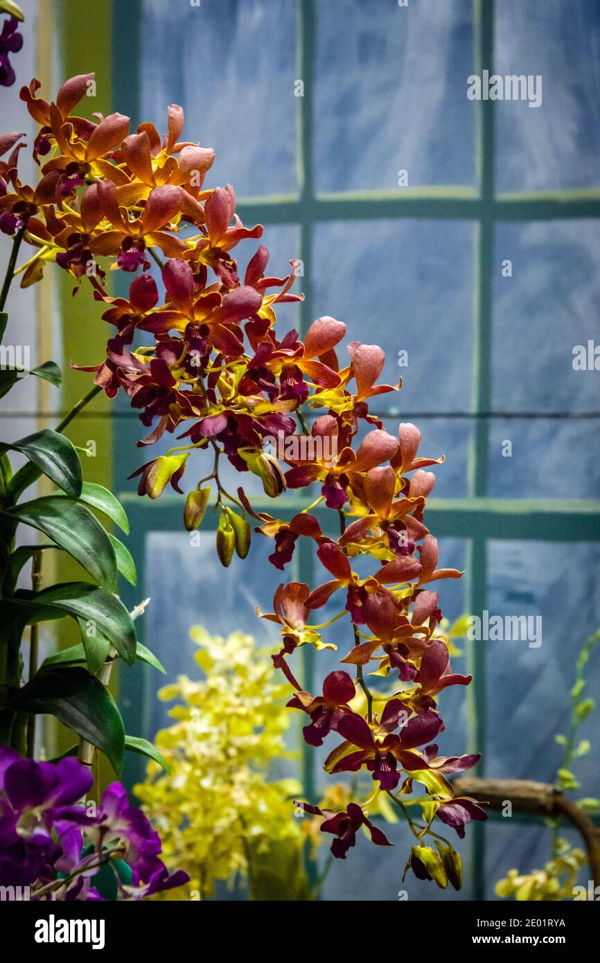 Maui, Hawaii, Maui County Fair, Orchid Show, Sun Devil Orchid? Stock Photo