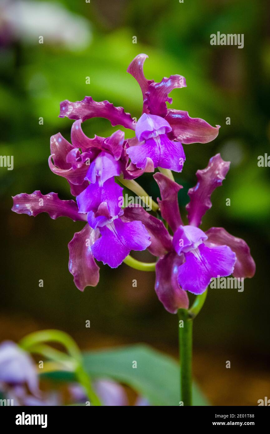 Maui, Hawaii, Maui County Fair, Orchid Show, Glowing Purple Orchid? Stock Photo