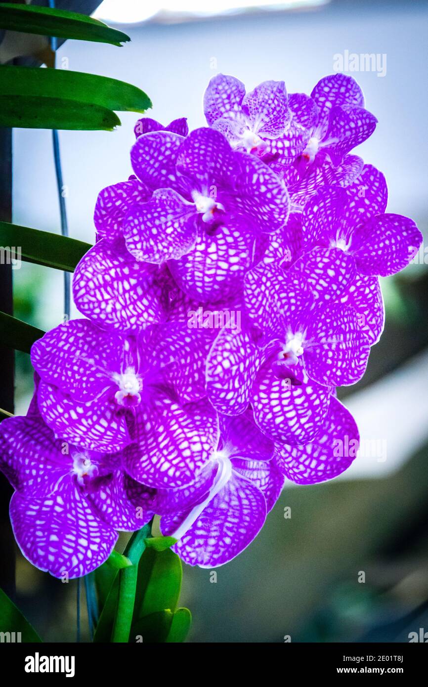 Maui, Hawaii, Maui County Fair, Orchid Show, Purple and White Vanda Stock Photo