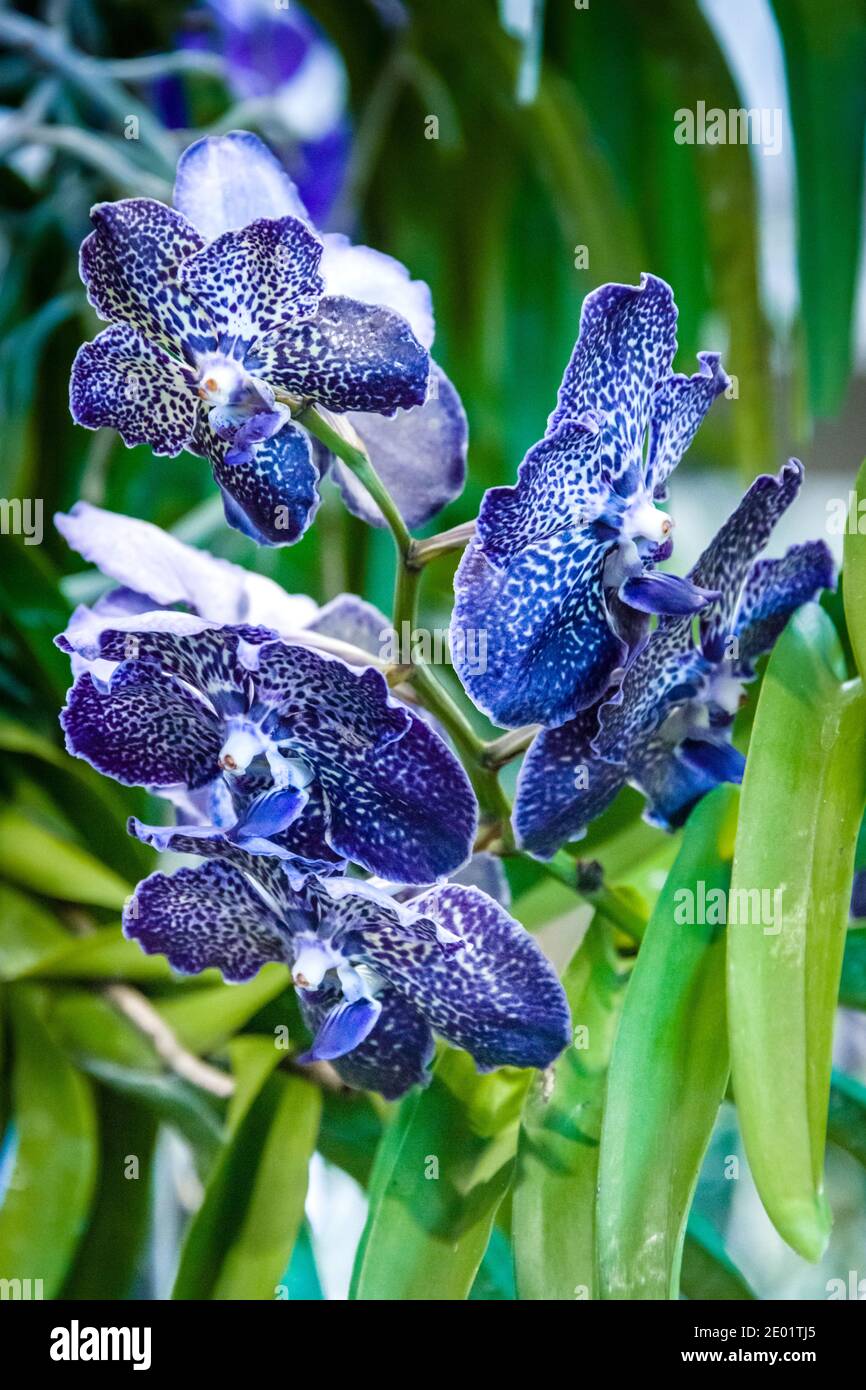 Maui, Hawaii, Maui County Fair, Orchid Show, Blue and White Vanda Orchid Stock Photo