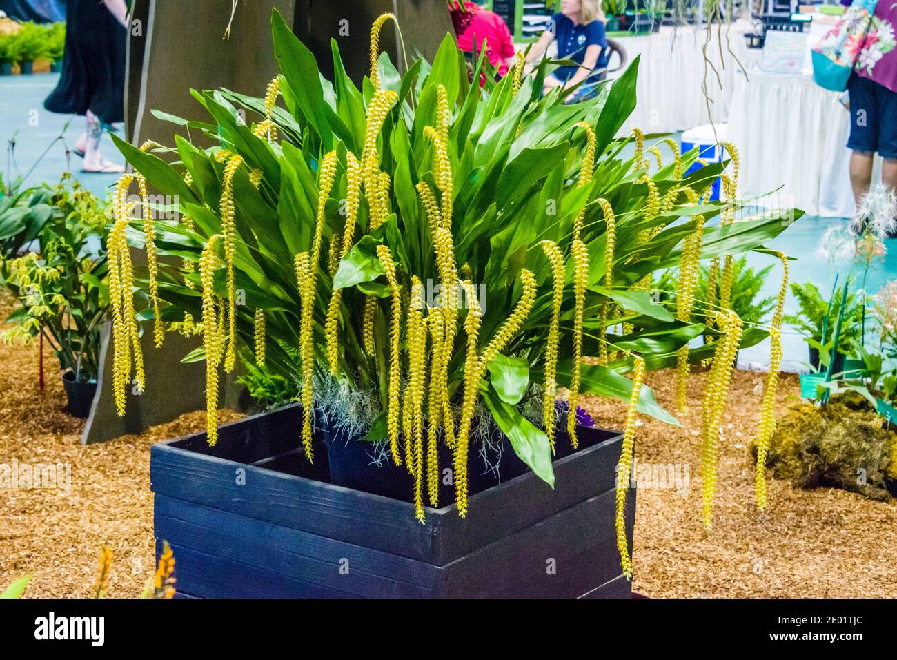 Maui, Hawaii, Maui County Fair, Orchid Show, Shrimp Tail Orchid Stock