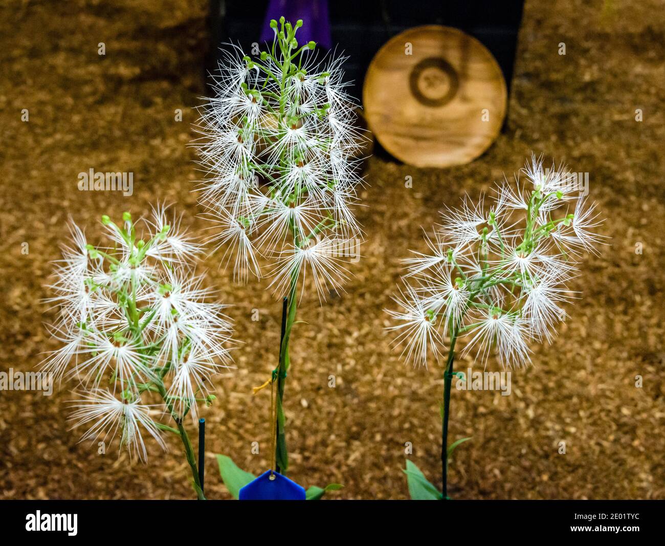 Maui, Hawaii, Maui County Fair, Orchid Show, White Feather Duster Orchid Stock Photo
