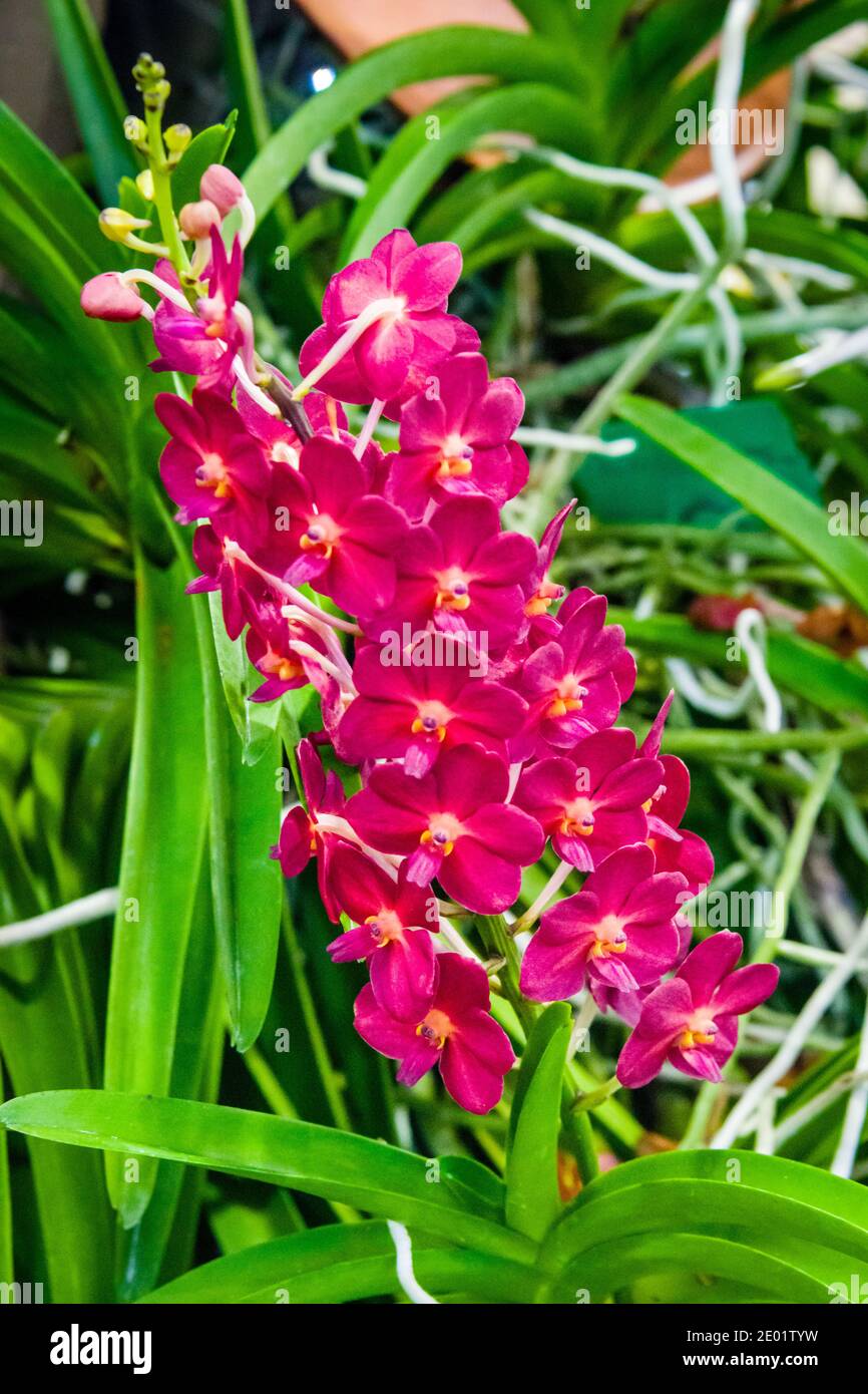 Maui, Hawaii, Maui County Fair, Orchid Show, Unnamed Orchid? Stock Photo