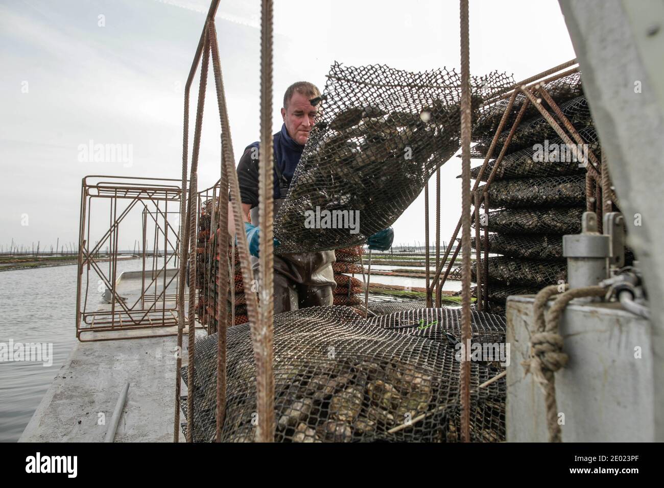 The oyster workers prepare the oysters in their wooden packaging for