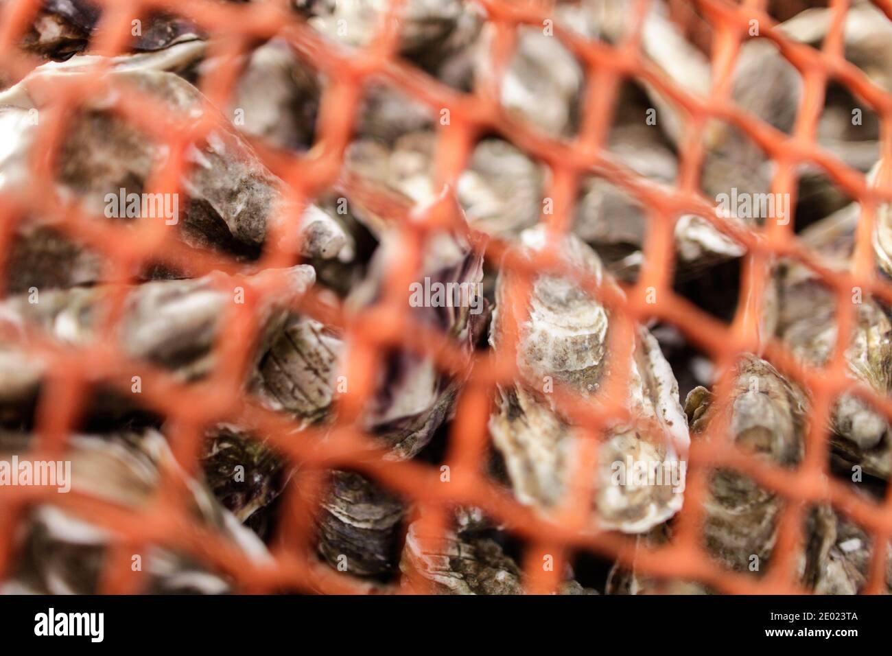 The oyster workers prepare the oysters in their wooden packaging for