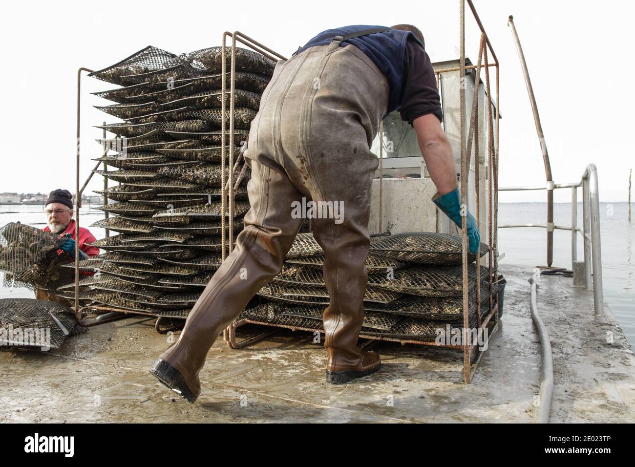 The oyster workers prepare the oysters in their wooden packaging for