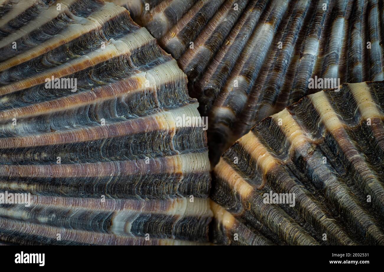 Shell Rvie Image Three scalop shells, showing growth rings and beautiful patterns Stock ...