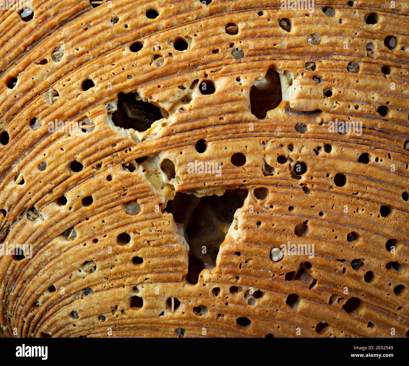 Worm holes in clam shell, with broken sections creating the appearance of a face Stock Photo Alamy