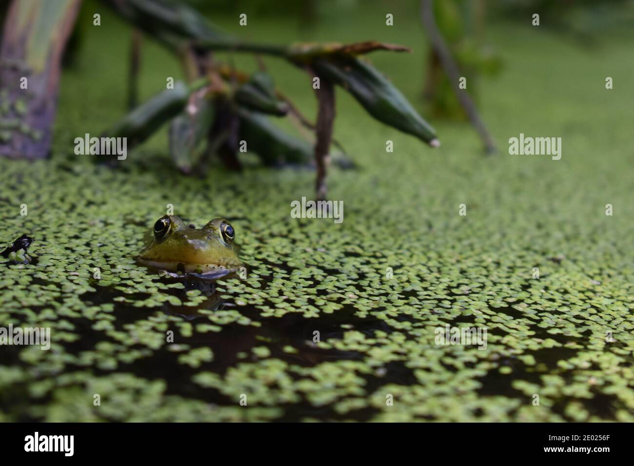 A frog poking its head out of a pond Stock Photo