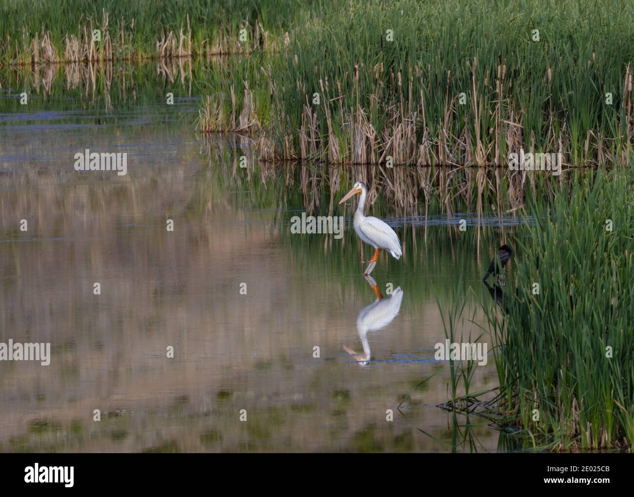 American White Pelican in Manitou Lake Colorado Stock Photo Alamy