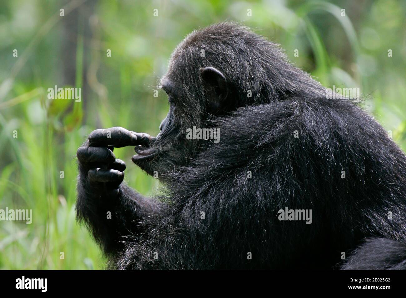 Eastern chimpanzee (Pan troglodytes schweinfurthii) playing with fingers in its face, Gombe Stream National Park, Tanzania Stock Photo
