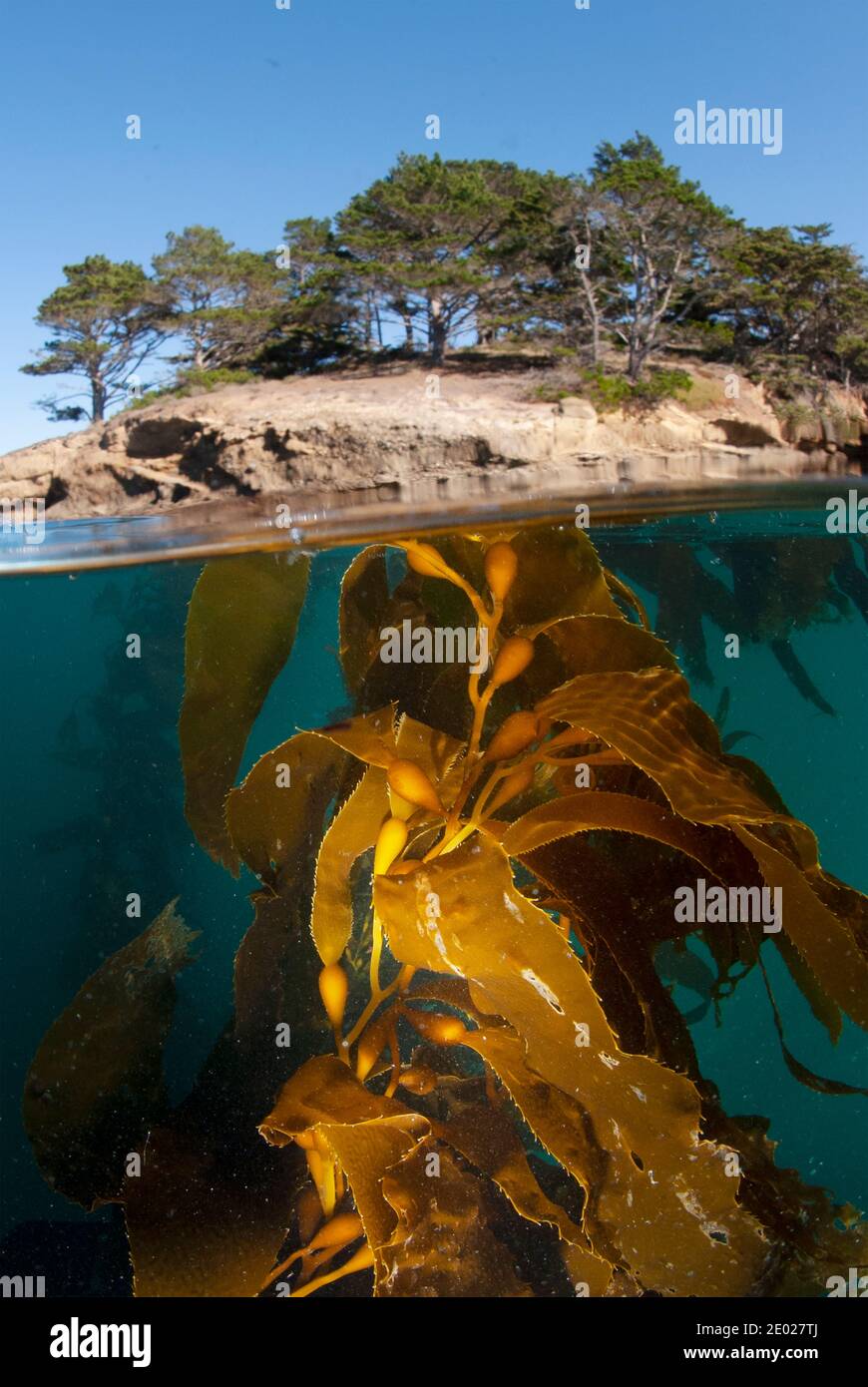 Half above and half below photo of Sick, unhealthy giant kelp, Kelp Forest in Southern California Stock Photo