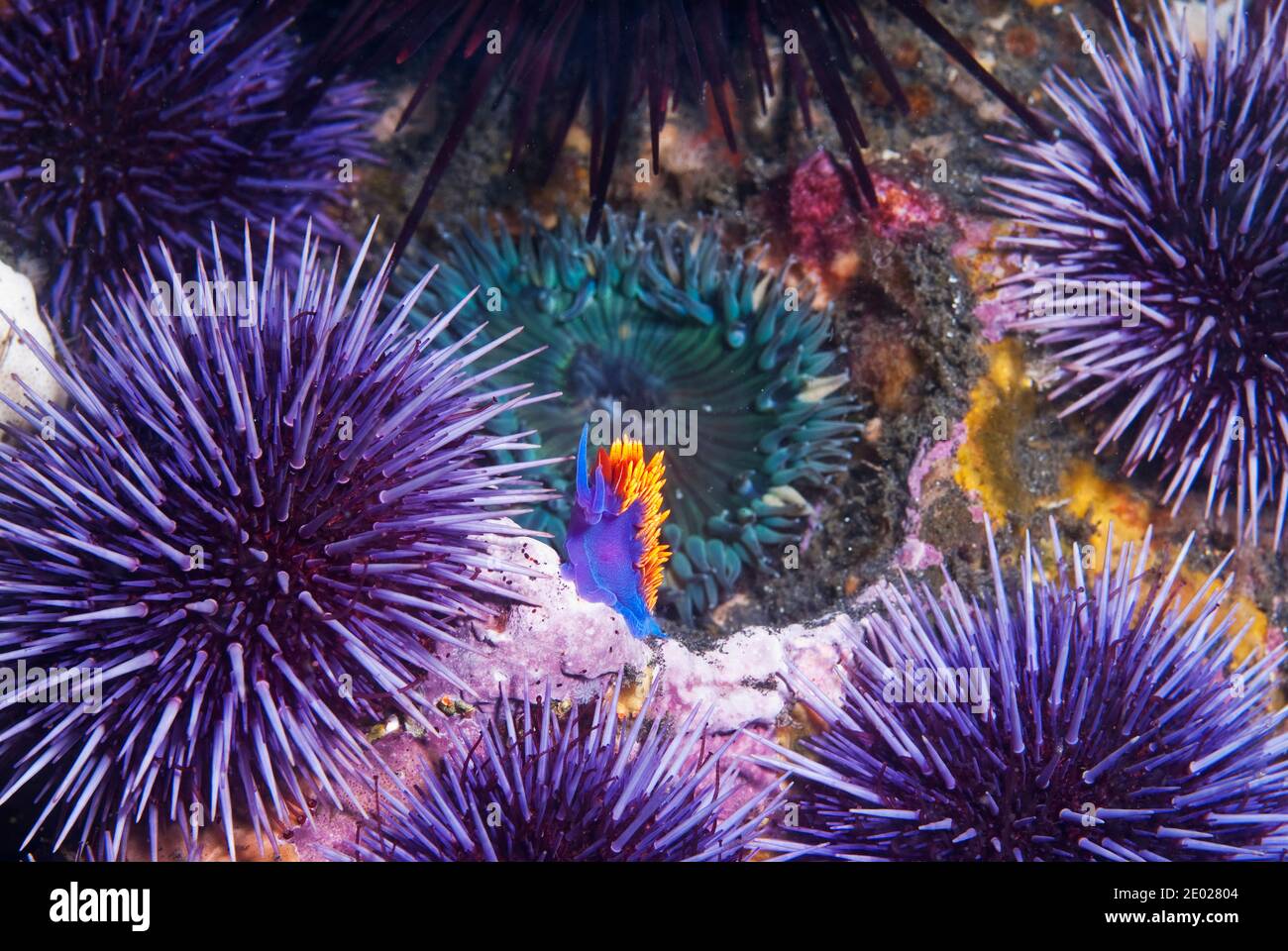 Spanish shawl nudibranch surrounded by sea urchin Stock Photo
