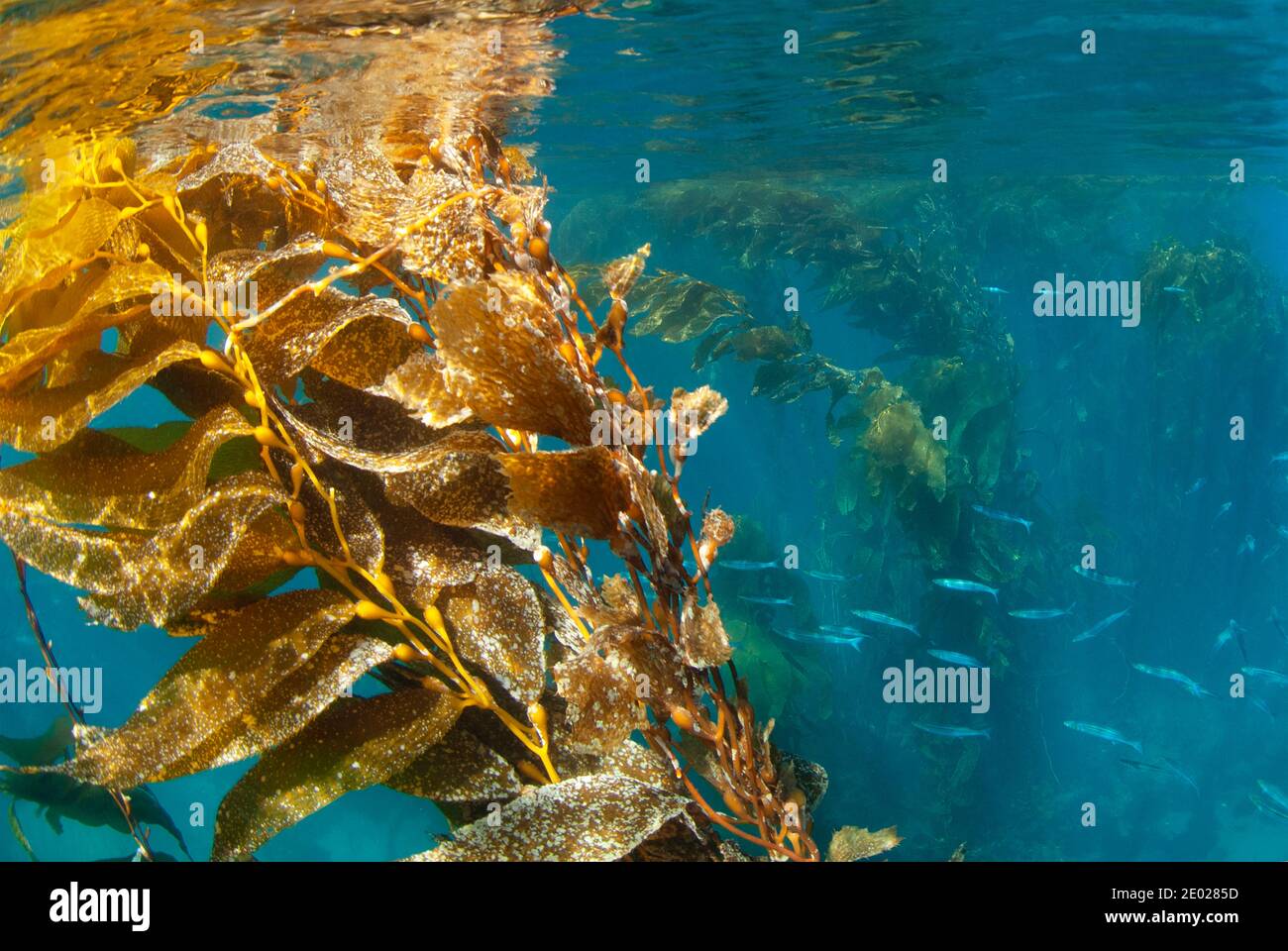 Sick unhealthy giant kelp, Kelp Forest in Southern California Stock Photo
