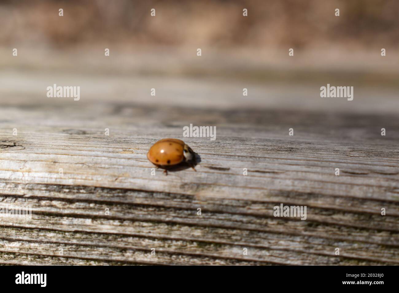 Insecte Insect High Resolution Stock Photography And Images Alamy