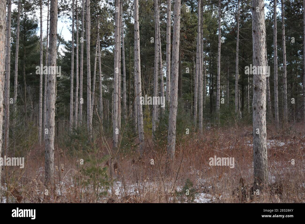 Walking through a forest full of birch trees Stock Photo