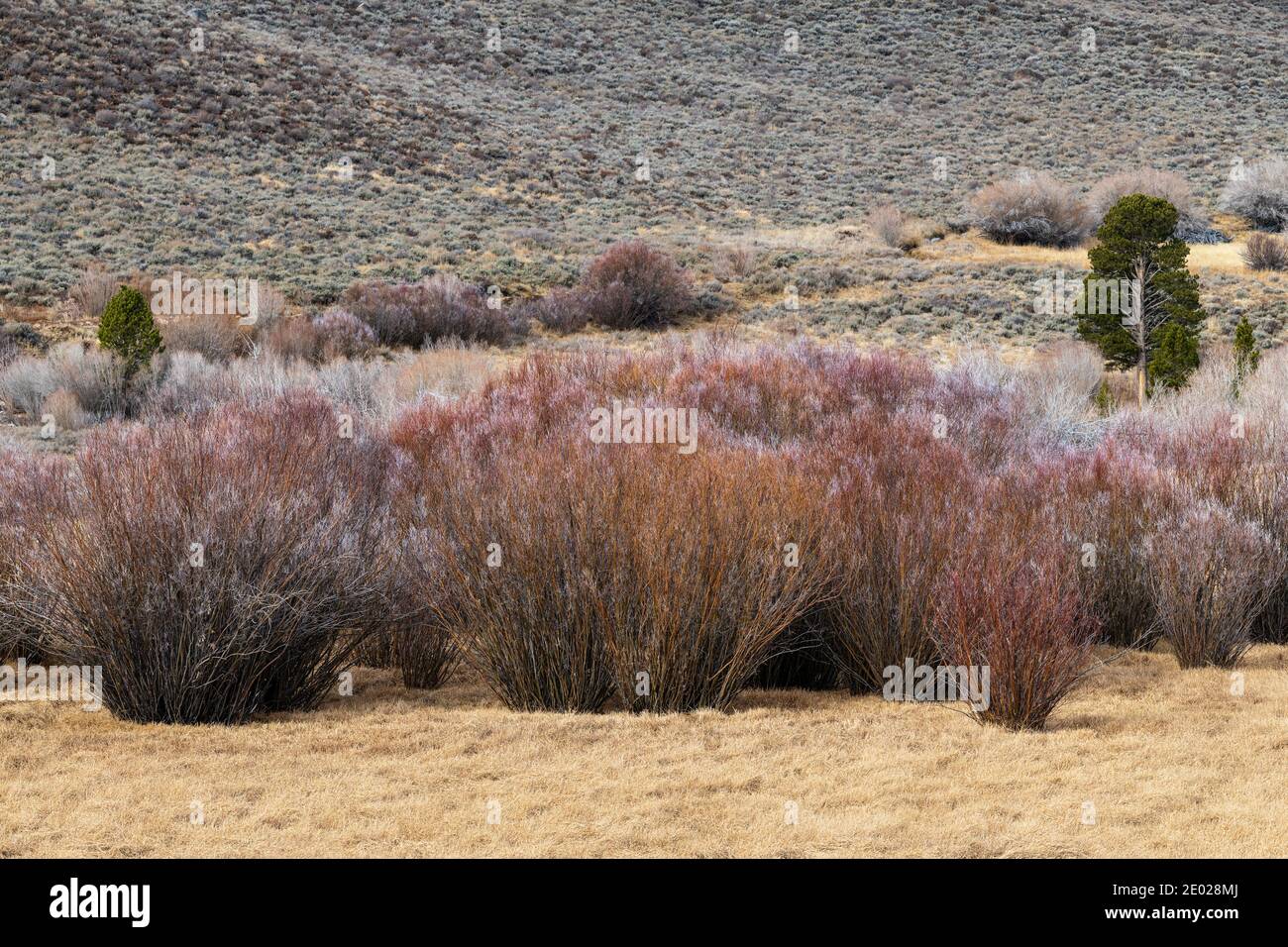Large sagebrush turning colors in the late autumn Stock Photo Alamy