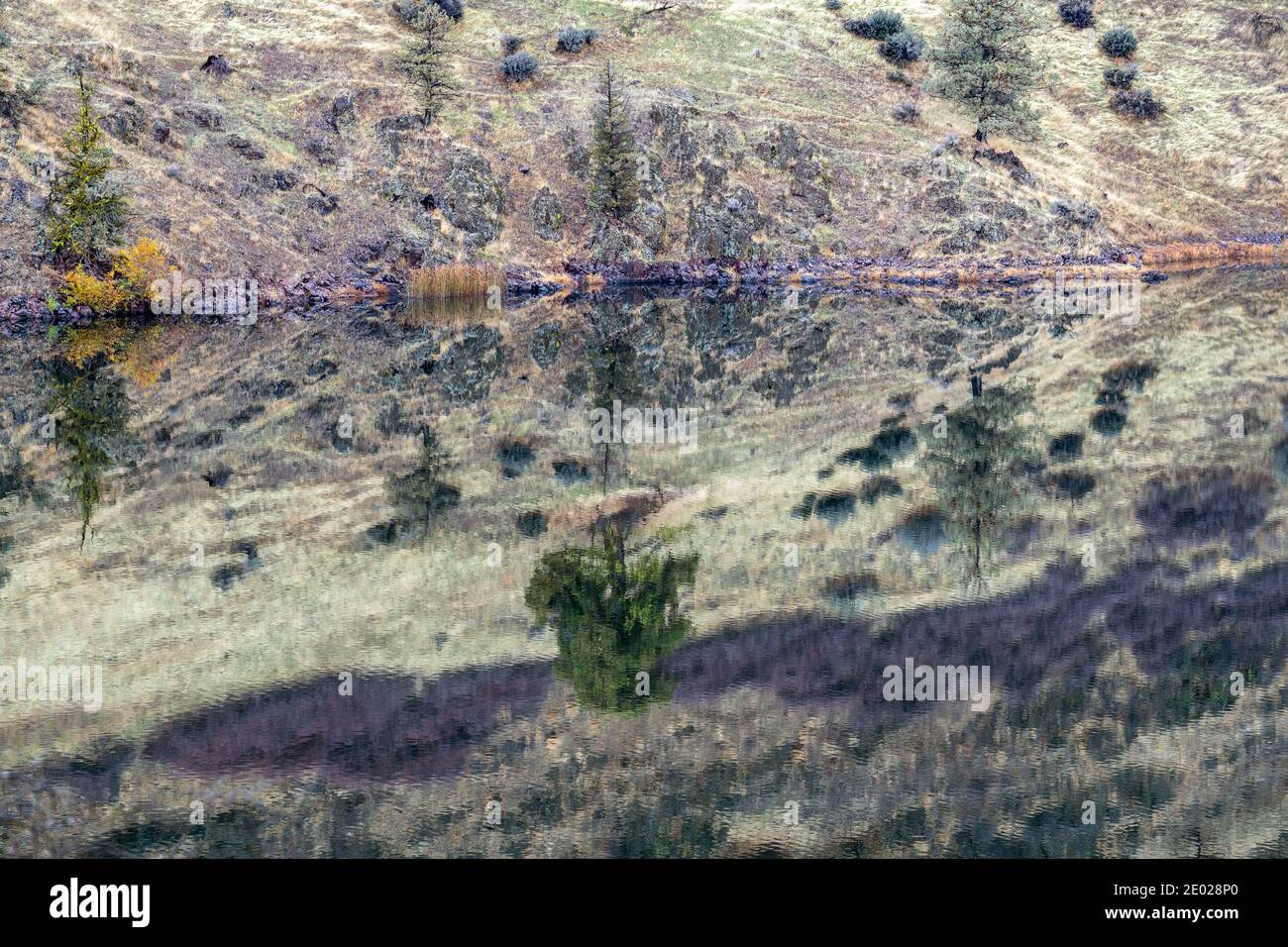 The hillside reflected in the Iron Gate Dam Reservoir near Hornbrook