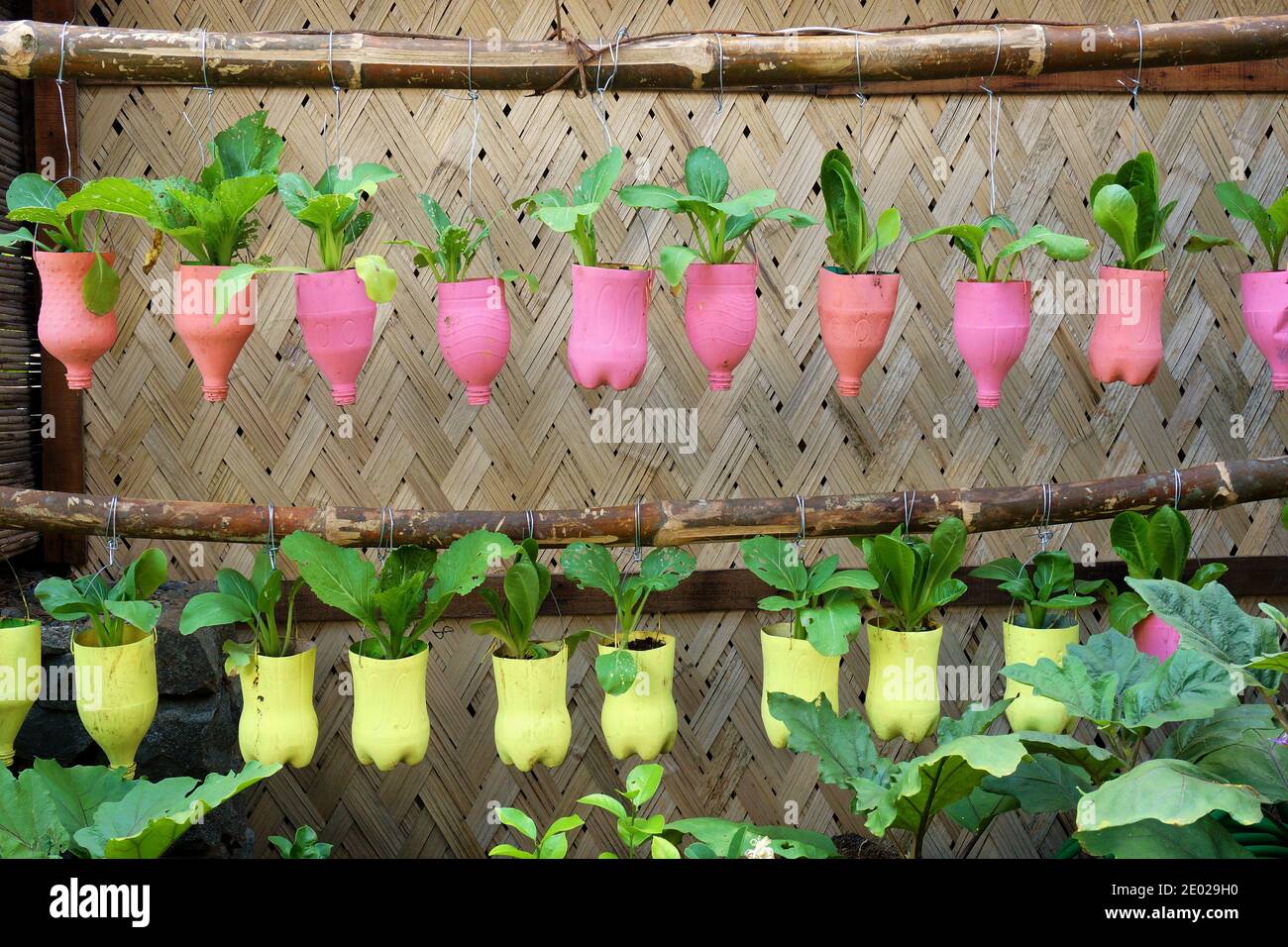A recycling idea using plastic as hanging pots for plants or decoration at home Stock Photo - Alamy