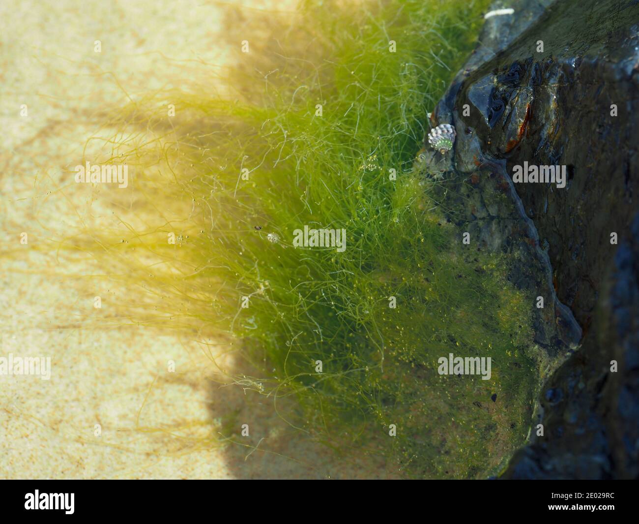 Grey Seashell, Pyramid Periwinkle, and green Algae or weed growing on a large dark grey rock in sandy Rock Pools, coastal NSW Australia Stock Photo