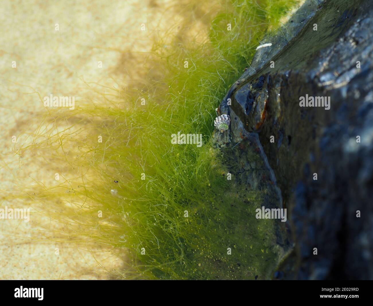 Green Algae growing on a large dark grey rock in Rock Pools coastal NSW Australia Stock Photo