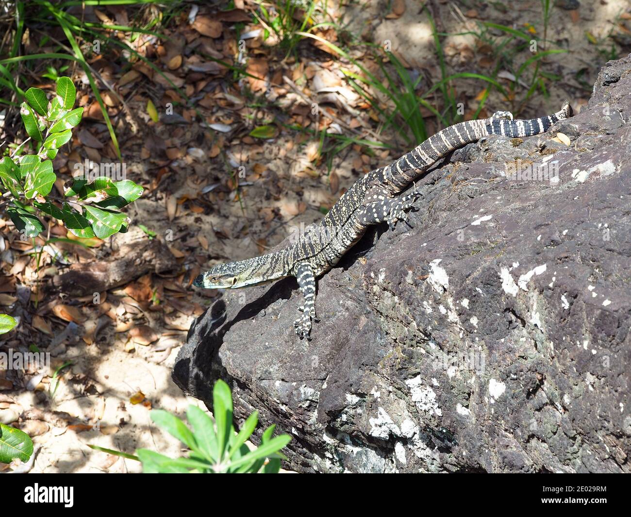 Lizard, Aust Reptile in the summer, patterned Australian Tree Goanna or ...