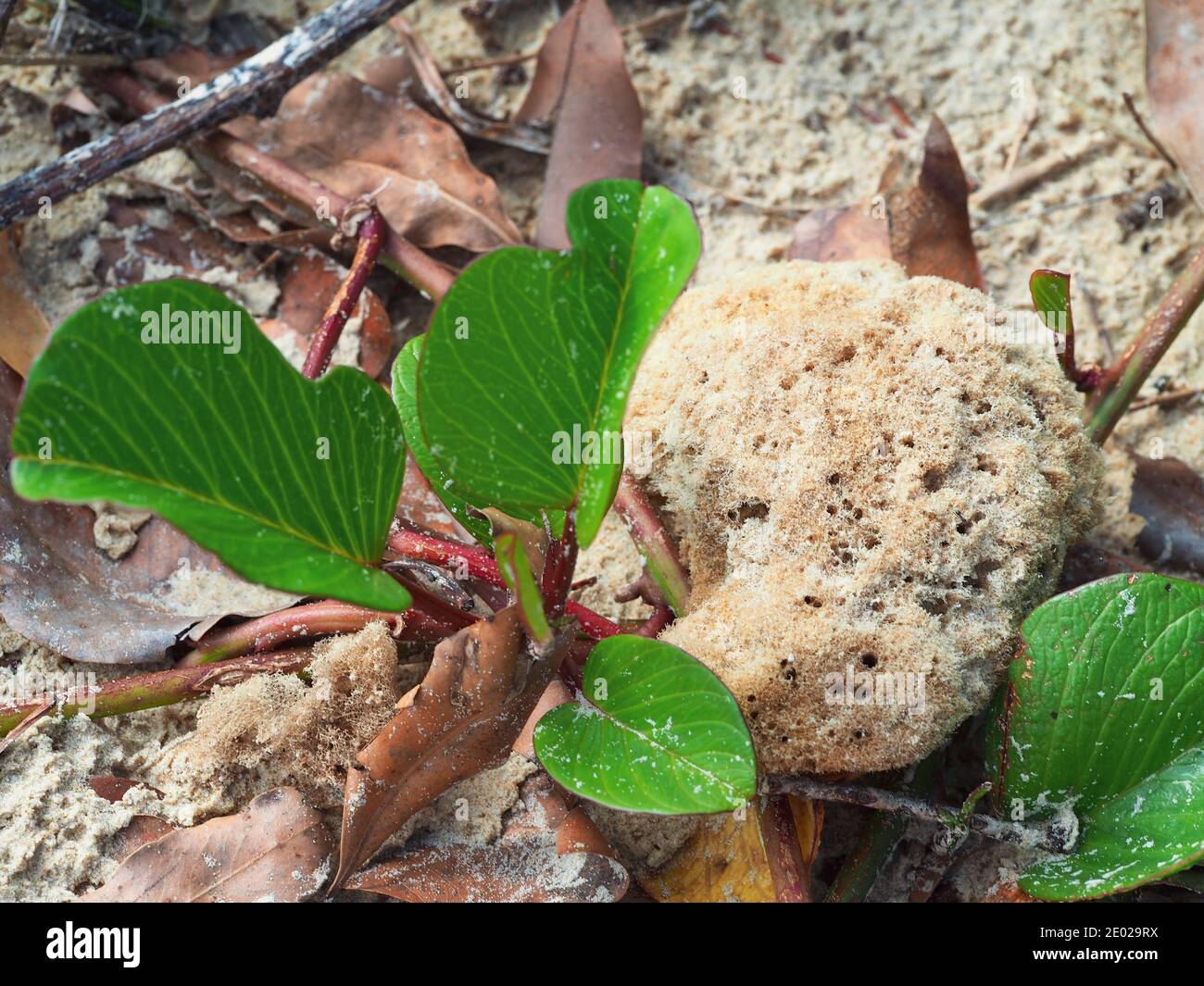 A sand encrusted sea sponge that has washed up on the sandy beach near some bright green red stemmed Morning Glory Vine leaves, Australia Stock Photo