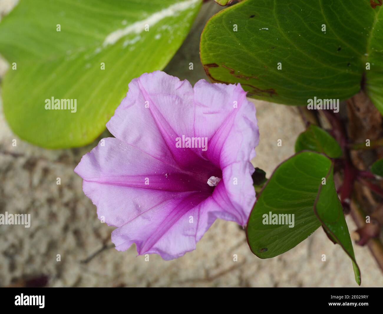 Pink and purple Morning Glory Flowers or Railroad vine in bloom on an East Coast Australian Beach Stock Photo