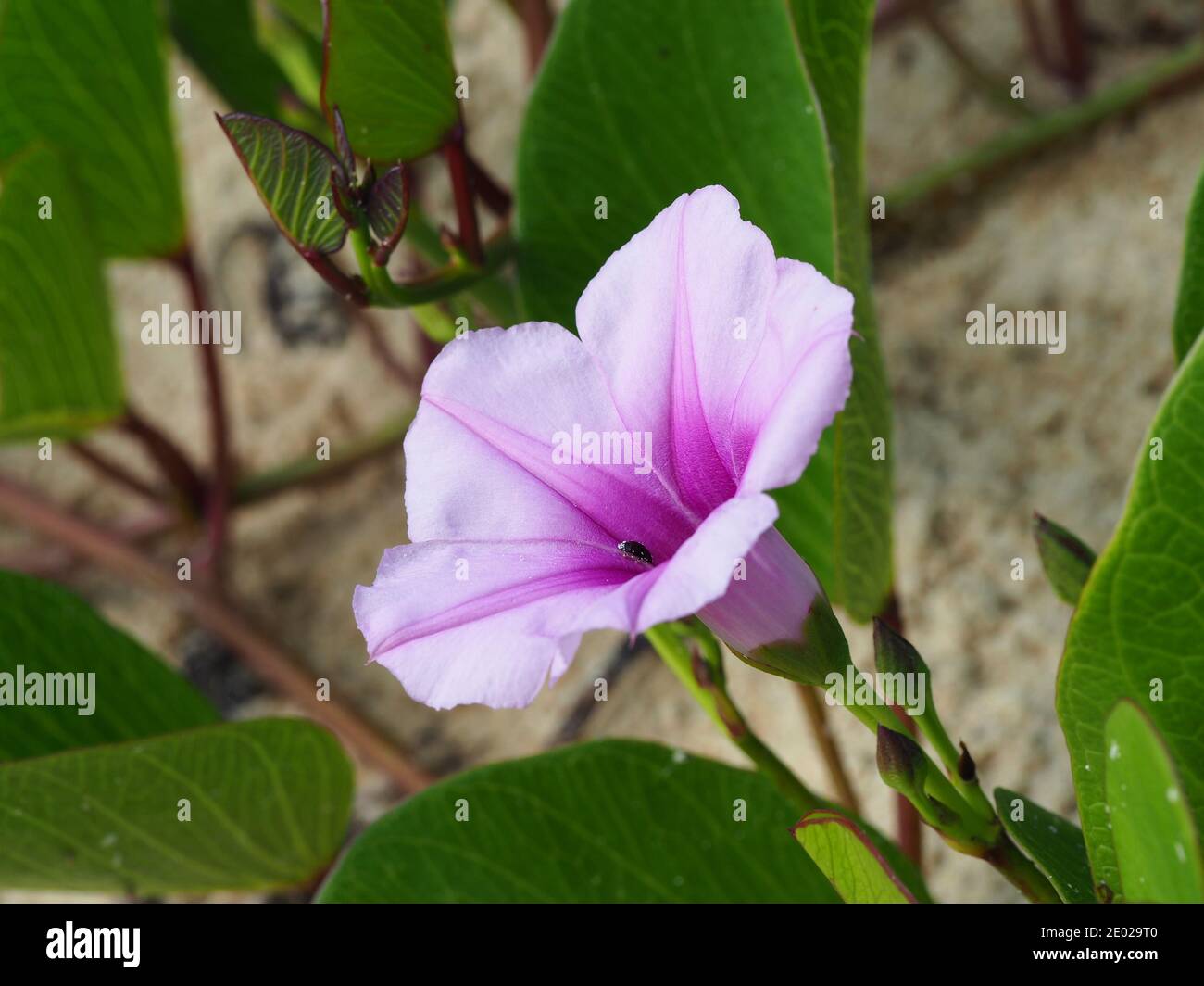 Pink and purple Morning Glory Flowers or Railroad vine in bloom on an East Coast Australian Beach Stock Photo