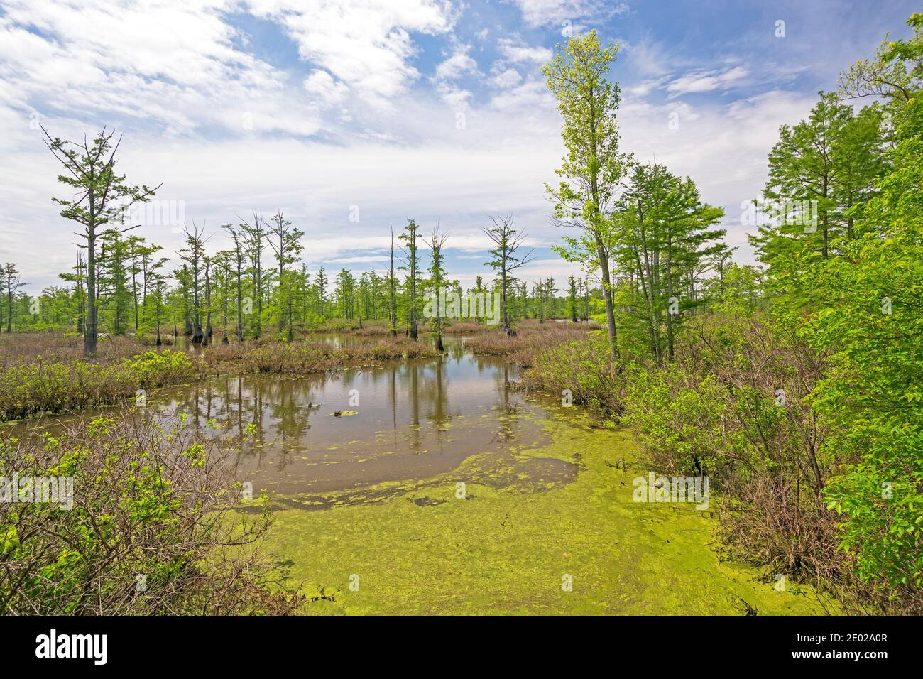 Sunny Day on a Quiet Cypress Swamp in the Cache River State Natural Area in Illinois Stock Photo