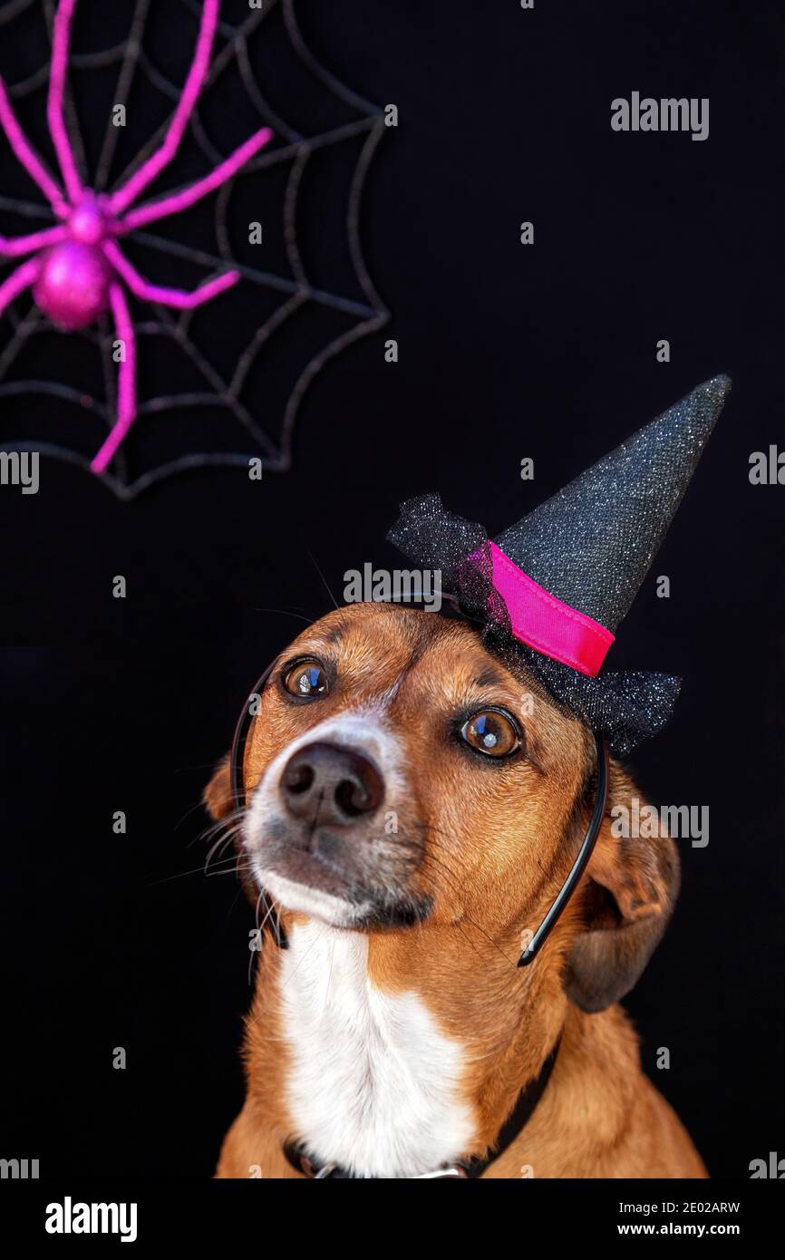 Cute Halloween pet portrait Stock Photo