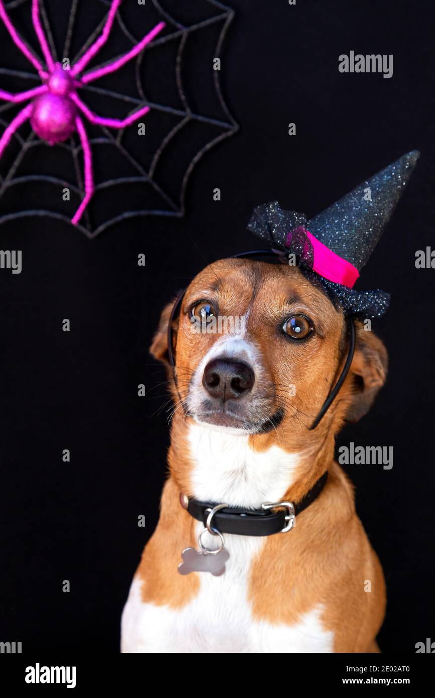 Halloween dog pet portrait Stock Photo