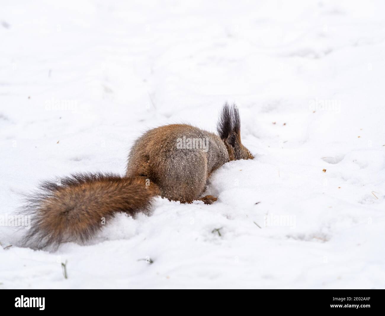Squirrel hides nuts in the white snow. Eurasian red squirrel, Sciurus ...