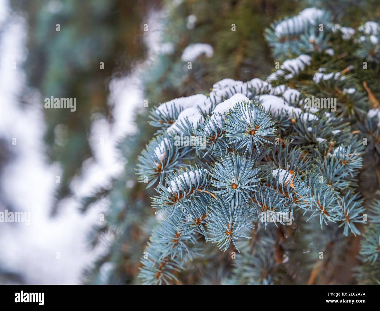 Snow-covered branches of blue spruce with needles in the sunset light. Fir branch in the rays of the sun. The blue spruce, Colorado spruce, or Colorad Stock Photo