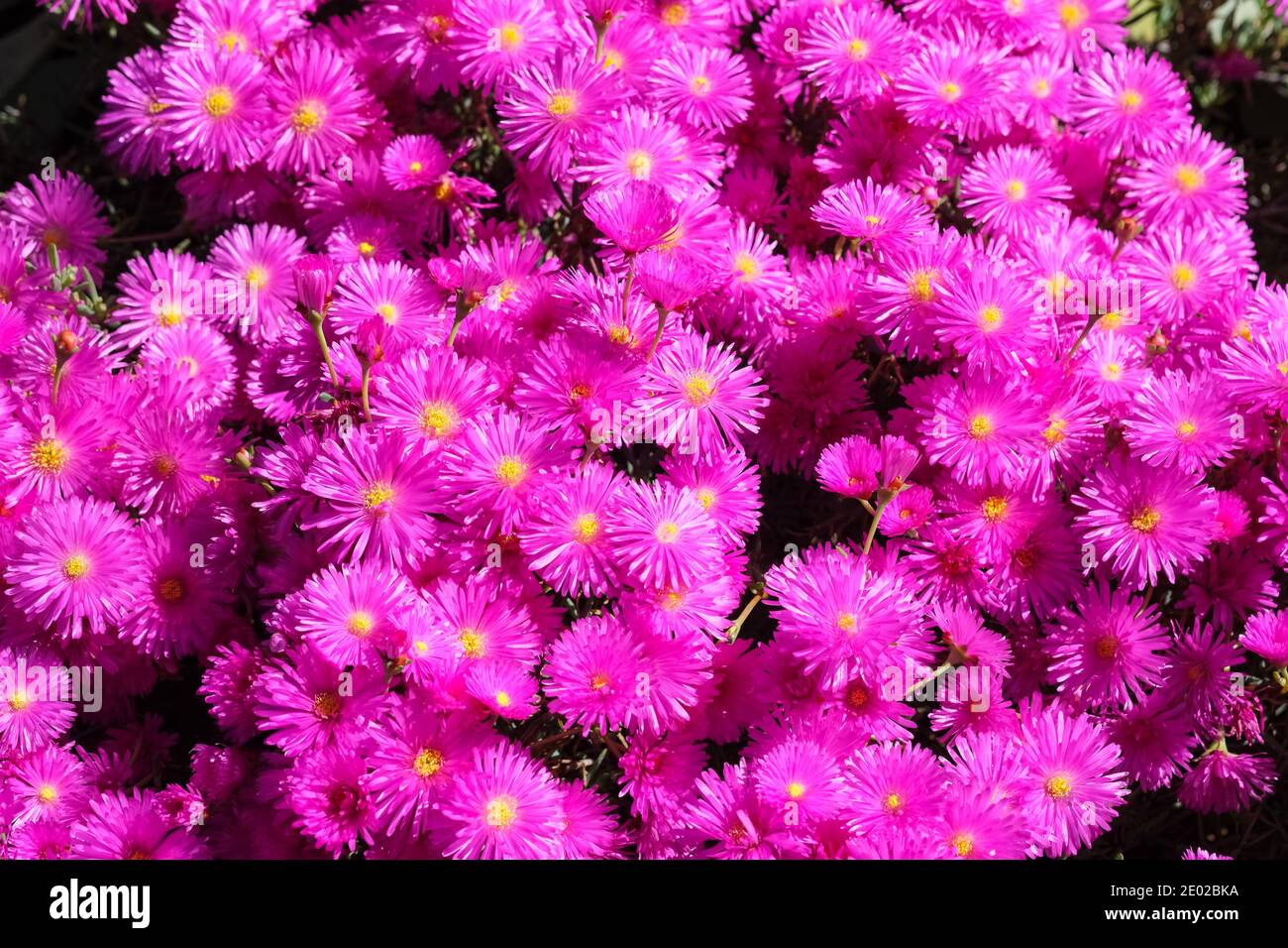 Bright pink flowers in the Adelaide Botanic Gardens in Australia Stock Photo