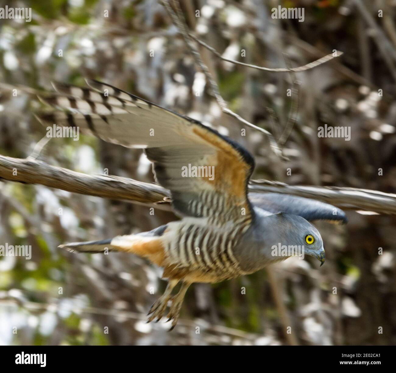 Pacific Baza / Crested Hawk, Aviceda subcristata, in flight in Queensland Australia Stock Photo