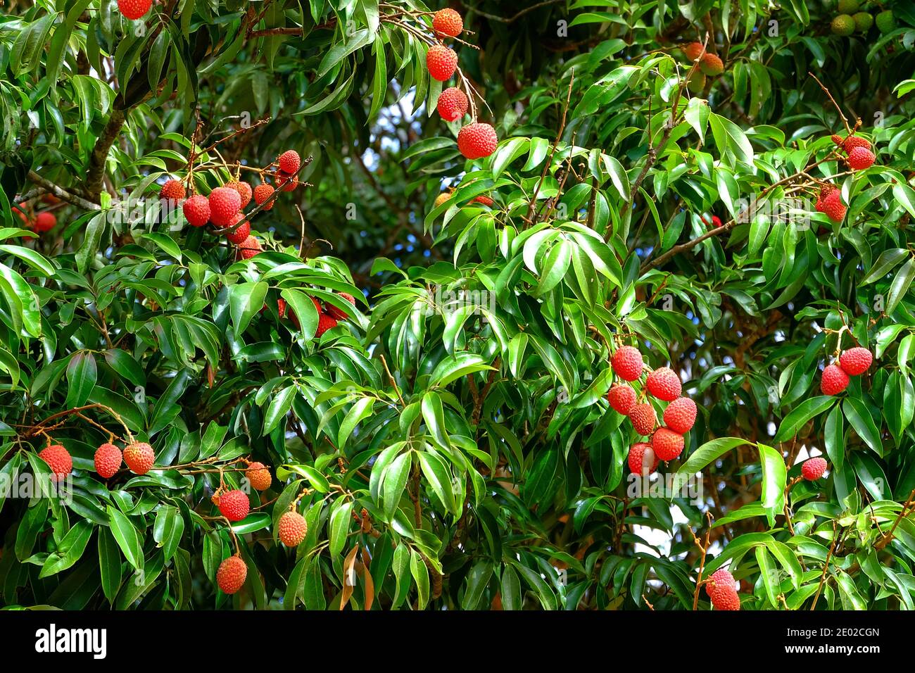 Lychee (lechee, leechee, litchee) tree with ripe red fruits ready to be picked. Stock Photo