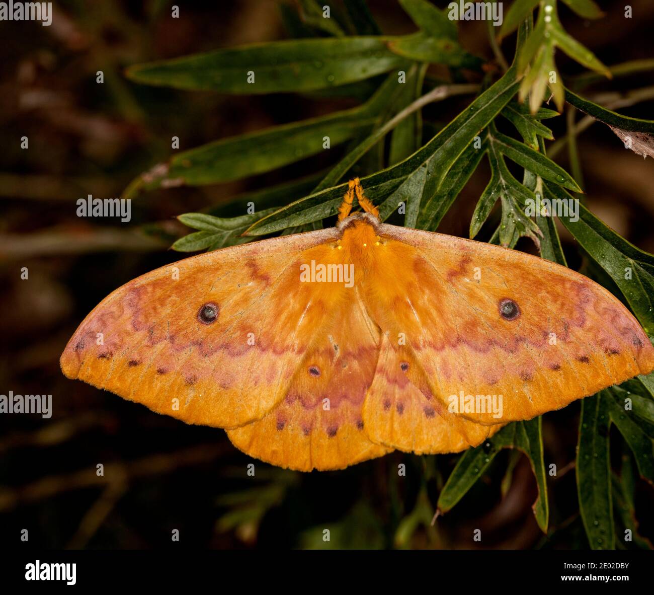 orange moths