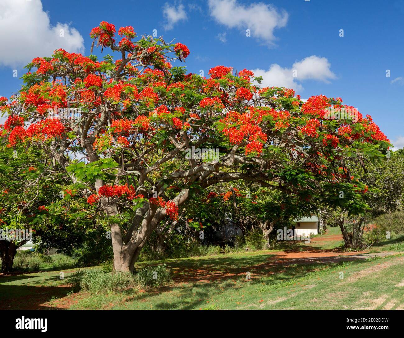 Poinciana tree, Delonix regia, large tropical deciduous summer flowering tree covered with flame red flowers under blue sky, in Queensland Australia Stock Photo