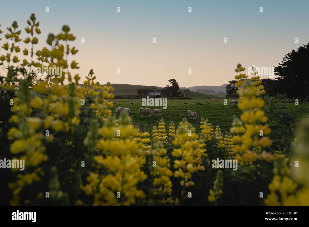 Yellow lupin flowers among the hills and curious sheep on a farm during sunset. New Zealand landscape. Stock Photo