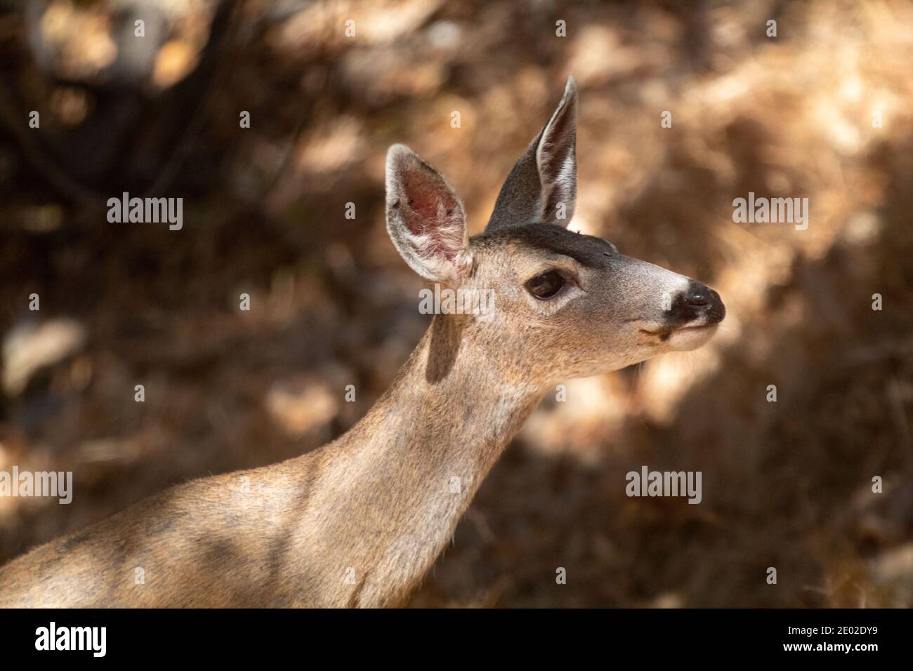 A mule deer in a local San Francisco Bay Area Park Stock Photo