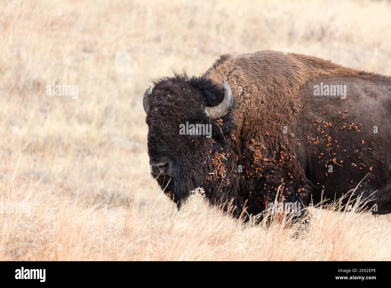 American Bison in Custer State Park, South Dakota Stock Photo