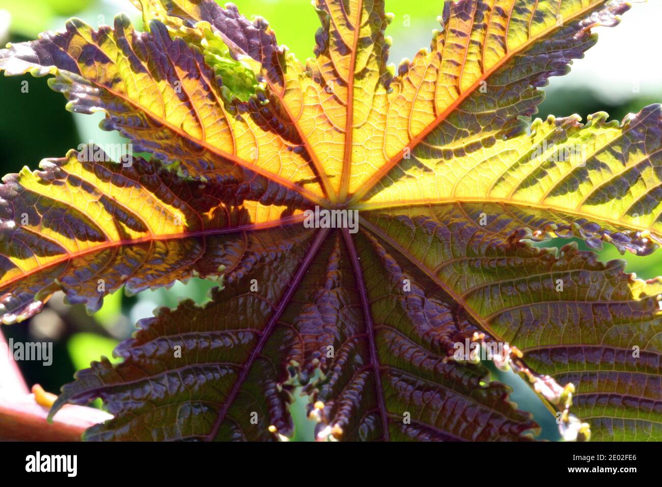 Rizinus hi-res stock photography and images - Alamy