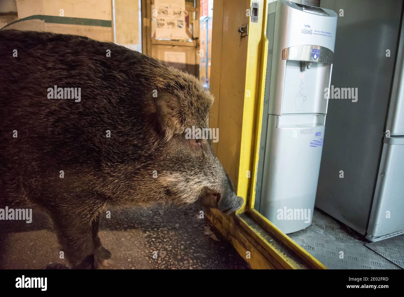 Wild Boar in Central District, Hong Kong, China Stock Photo Alamy