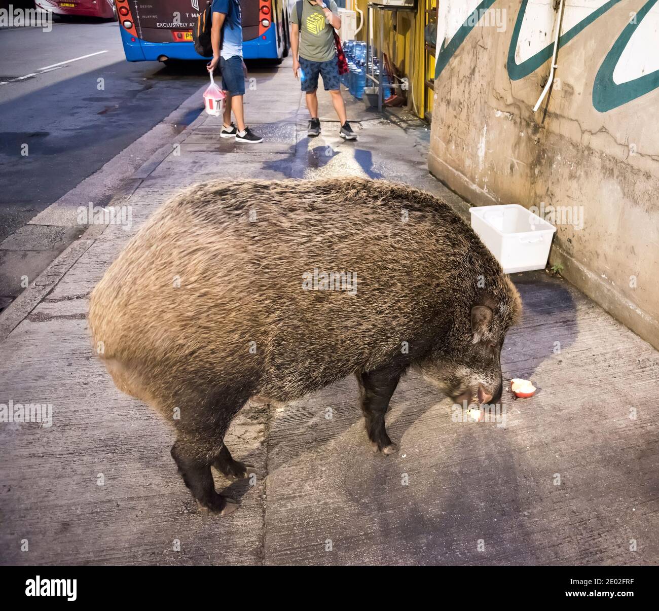 Wild Boar in Central District, Hong Kong, China Stock Photo Alamy