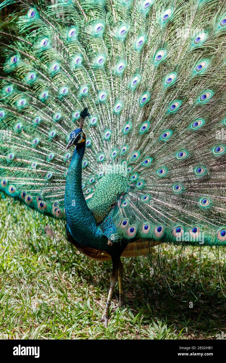 Gorgeous indian peacock hi-res stock photography and images - Alamy