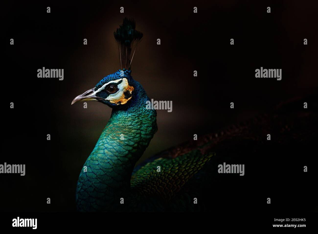 Beautiful male indian peacock hi-res stock photography and images - Alamy