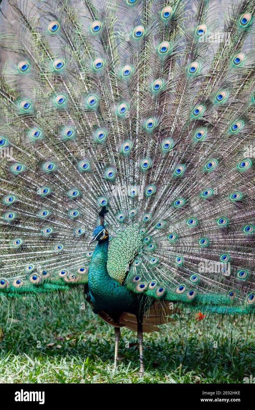 Colorful indian peacock hi-res stock photography and images - Alamy