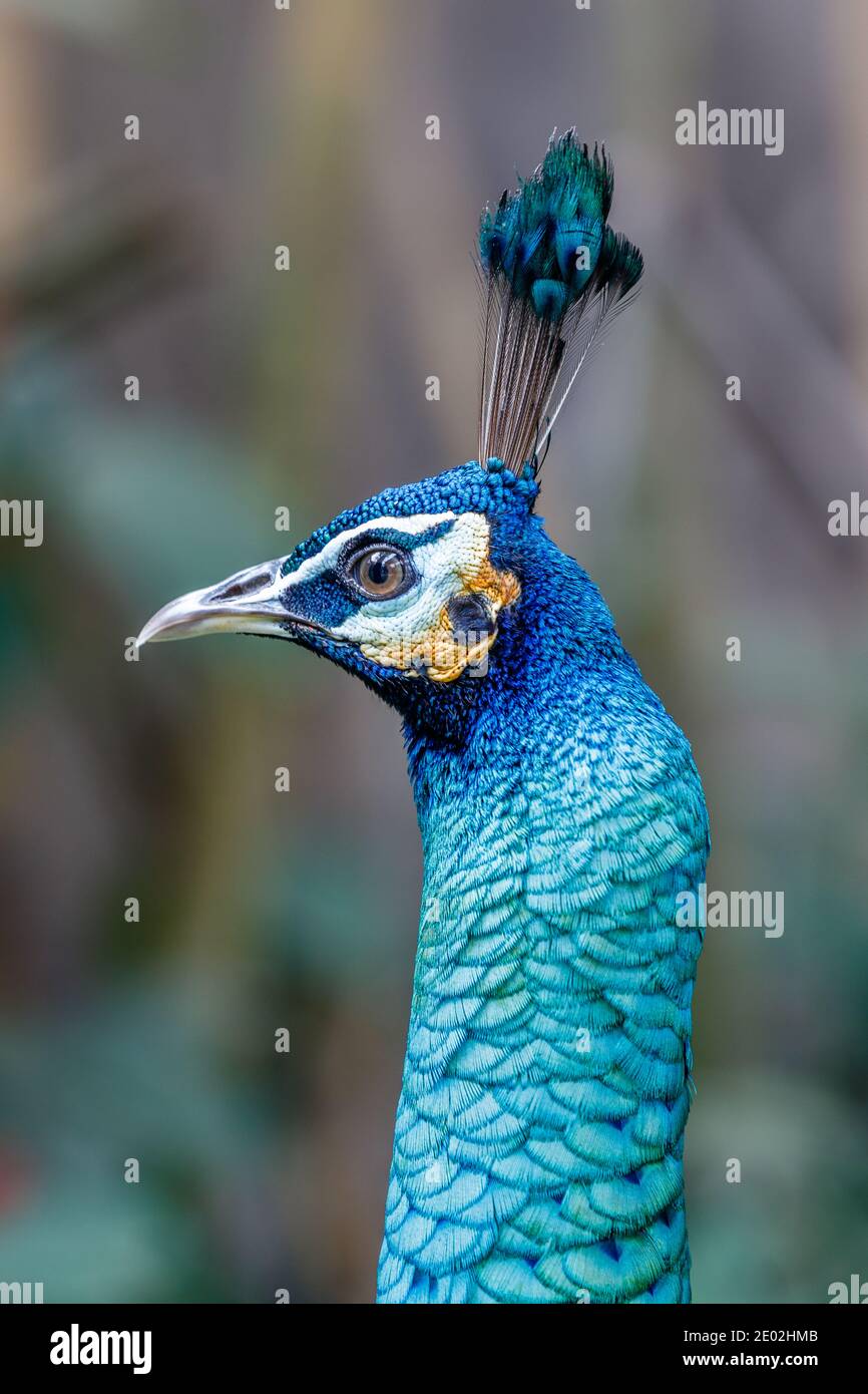 Male indian peacock hi-res stock photography and images - Alamy