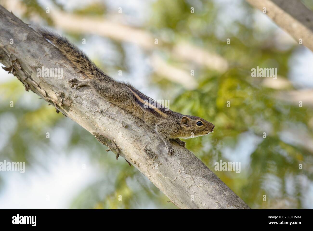 Indian Palm Squirrel - Funambulus palmarum, beautiful squirrel common in Indian woodlands and forests, Sri Lanka. Stock Photo